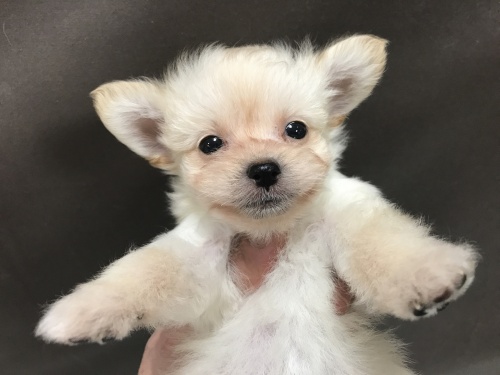 ミックスの子犬(ID:1257411085)の1枚目の写真/更新日:2017-08-14