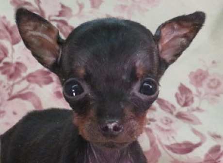 ミニチュアピンシャーの子犬(ID:1267711094)の1枚目の写真/更新日:2018-04-10