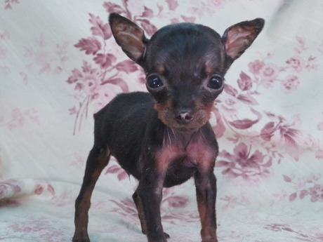 ミニチュアピンシャーの子犬(ID:1267711094)の2枚目の写真/更新日:2018-04-10