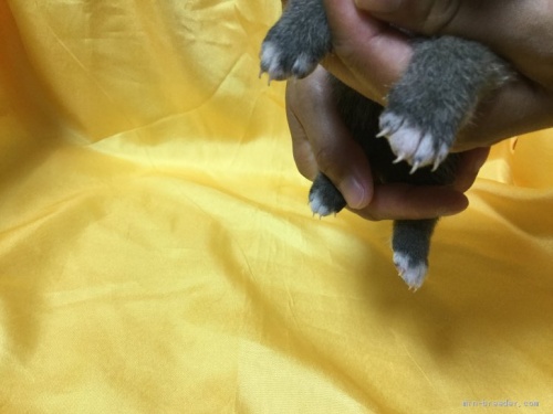 柴犬の子犬(ID:1269411005)の2枚目の写真/更新日:1970-01-01