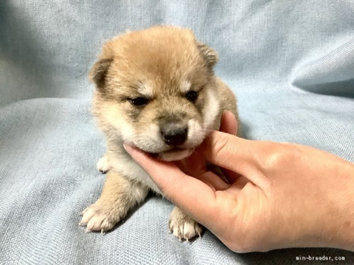 柴犬の子犬(ID:1269411006)の1枚目の写真/更新日:1970-01-01