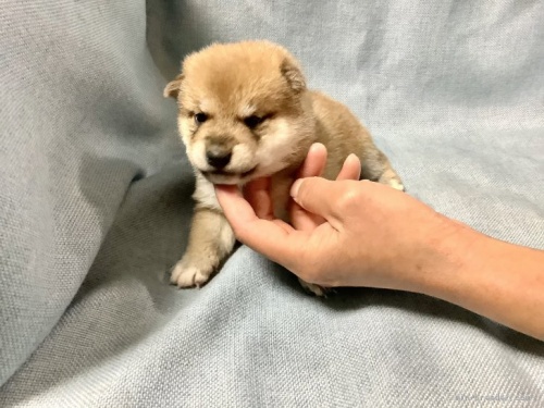 柴犬の子犬(ID:1269411006)の2枚目の写真/更新日:1970-01-01