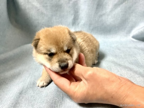 柴犬の子犬(ID:1269411006)の3枚目の写真/更新日:1970-01-01