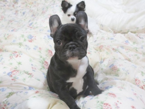 フレンチブルドッグの成犬 のぞみちゃんの情報です