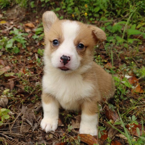 ウェルシュ・コーギー・ペンブロークの子犬（ID:1230911177）の1枚目の写真/更新日:2021-06-05