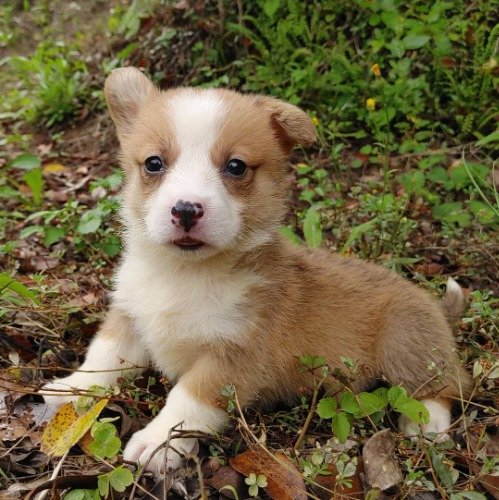 ウェルシュ・コーギー・ペンブロークの子犬（ID:1230911177）の2枚目の写真/更新日:2021-06-05