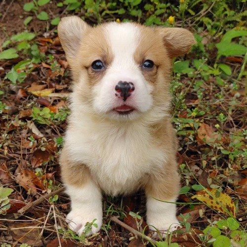 ウェルシュ・コーギー・ペンブロークの子犬（ID:1230911177）の3枚目の写真/更新日:2021-06-05