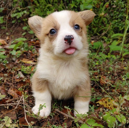 ウェルシュ・コーギー・ペンブロークの子犬（ID:1230911177）の4枚目の写真/更新日:2021-06-05