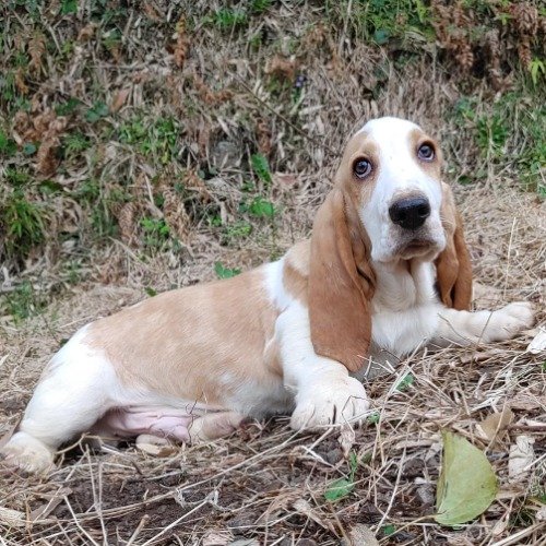 バセットハウンドの子犬（ID:1230911189）の4枚目の写真/更新日:2022-04-02