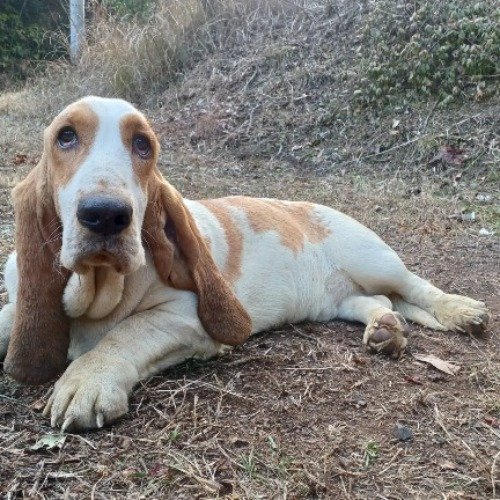 バセットハウンドの子犬（ID:1230911196）の3枚目の写真/更新日:2022-12-29