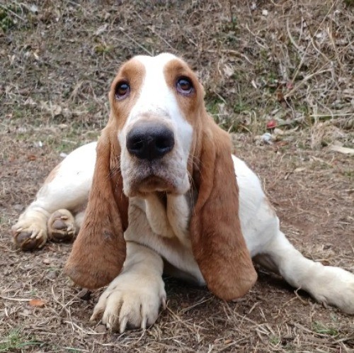 バセットハウンドの子犬（ID:1230911196）の4枚目の写真/更新日:2022-12-29