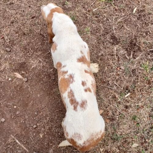 バセットハウンドの子犬（ID:1230911196）の6枚目の写真/更新日:2023-02-18