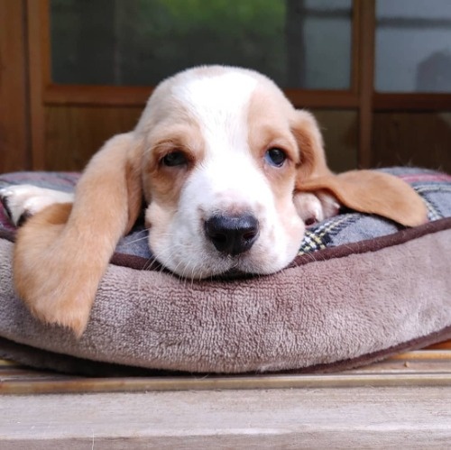 バセットハウンドの子犬（ID:1230911197）の1枚目の写真/更新日:2022-05-22