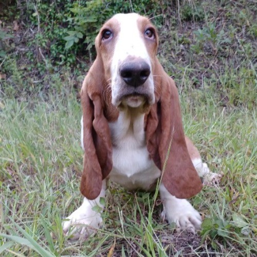 バセットハウンドの子犬（ID:1230911198）の1枚目の写真/更新日:2022-10-04