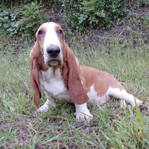 バセットハウンドの子犬（ID:1230911198）の4枚目の写真/更新日:2022-06-07