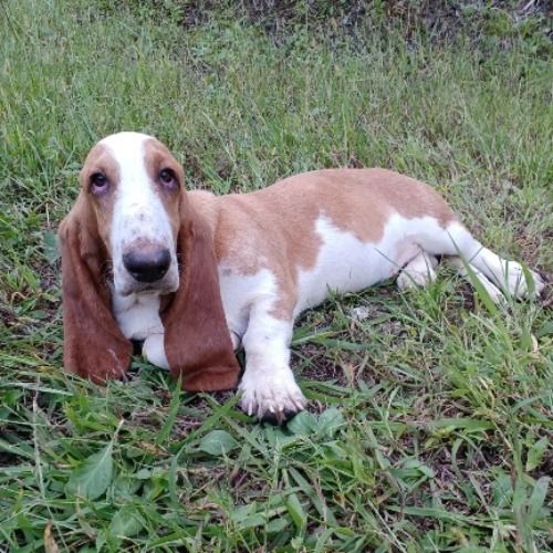 バセットハウンドの子犬（ID:1230911198）の5枚目の写真/更新日:2022-10-04