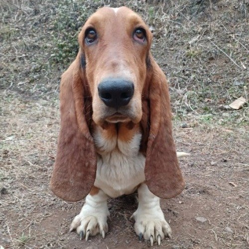 バセットハウンドの子犬（ID:1230911200）の1枚目の写真/更新日:2022-10-04