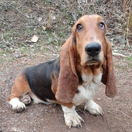 バセットハウンドの子犬（ID:1230911200）の2枚目の写真/更新日:2023-02-18