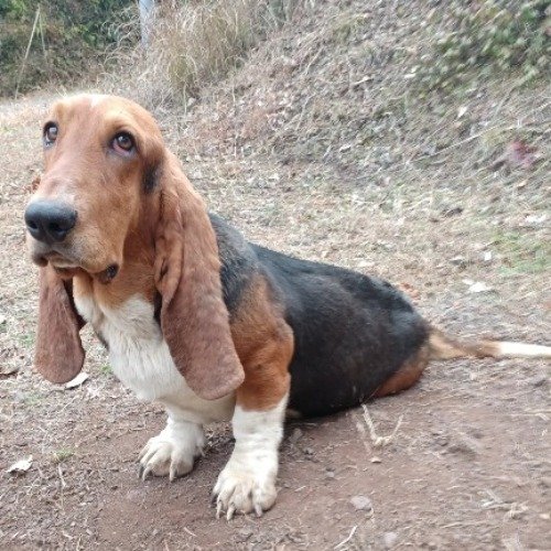 バセットハウンドの子犬（ID:1230911200）の3枚目の写真/更新日:2022-06-07