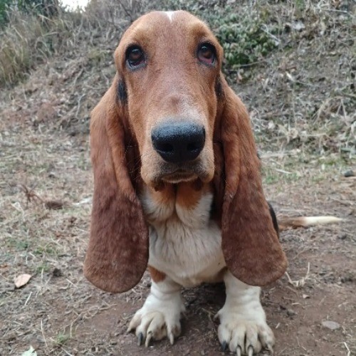バセットハウンドの子犬（ID:1230911200）の4枚目の写真/更新日:2022-06-07