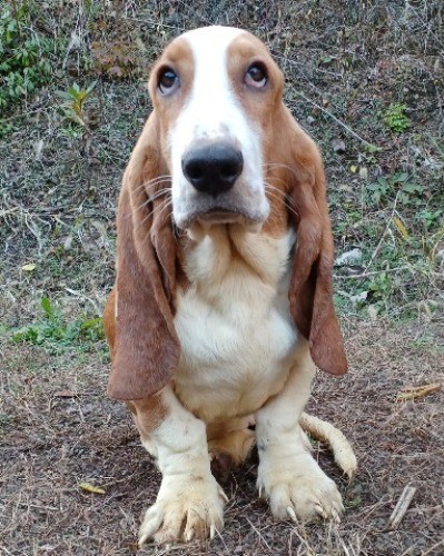バセットハウンドの子犬（ID:1230911202）の1枚目の写真/更新日:2022-12-12