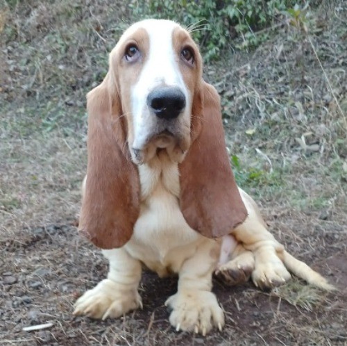 バセットハウンドの子犬（ID:1230911204）の1枚目の写真/更新日:2022-12-12