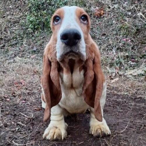 バセットハウンドの子犬（ID:1230911205）の3枚目の写真/更新日:2022-12-26