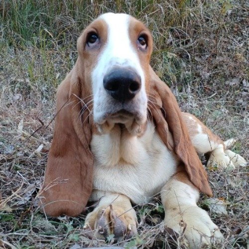 バセットハウンドの子犬（ID:1230911206）の1枚目の写真/更新日:2022-12-27