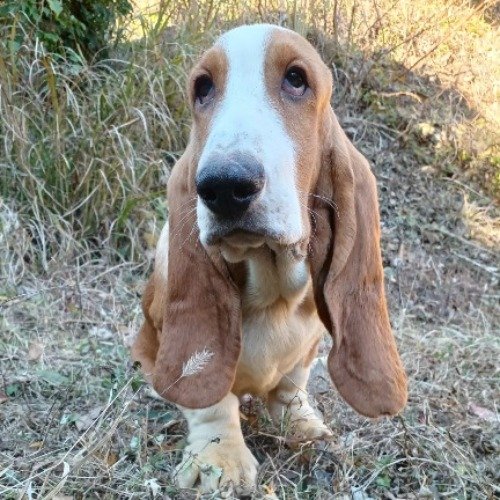 バセットハウンドの子犬（ID:1230911206）の3枚目の写真/更新日:2022-12-27