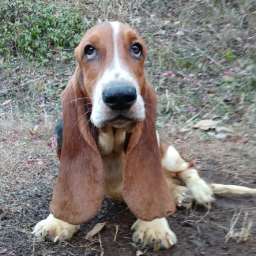 バセットハウンドの子犬（ID:1230911208）の1枚目の写真/更新日:2022-09-15