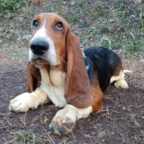 バセットハウンドの子犬（ID:1230911210）の2枚目の写真/更新日:2022-09-15