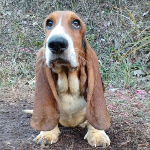 バセットハウンドの子犬（ID:1230911210）の4枚目の写真/更新日:2022-12-25