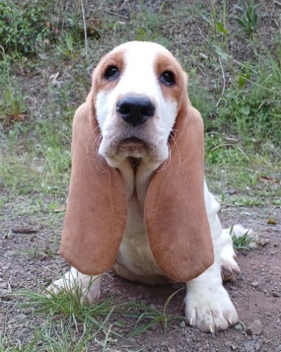 バセットハウンドの子犬（ID:1230911223）の1枚目の写真/更新日:2023-01-30