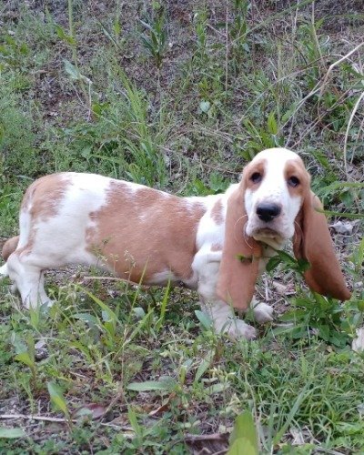 バセットハウンドの子犬（ID:1230911223）の3枚目の写真/更新日:2023-01-30