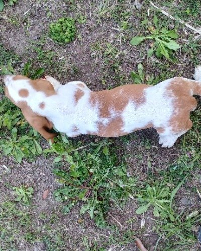 バセットハウンドの子犬（ID:1230911223）の7枚目の写真/更新日:2023-02-23