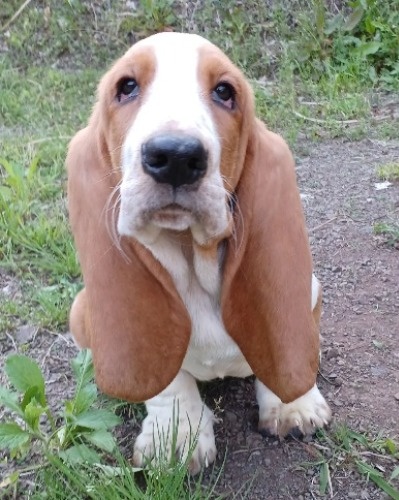 バセットハウンドの子犬（ID:1230911226）の1枚目の写真/更新日:2023-02-23