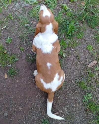 バセットハウンドの子犬（ID:1230911226）の6枚目の写真/更新日:2023-02-23