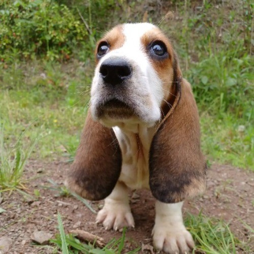 バセットハウンドの子犬（ID:1230911229）の4枚目の写真/更新日:2023-03-17