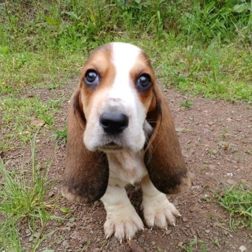バセットハウンドの子犬（ID:1230911229）の5枚目の写真/更新日:2023-03-17