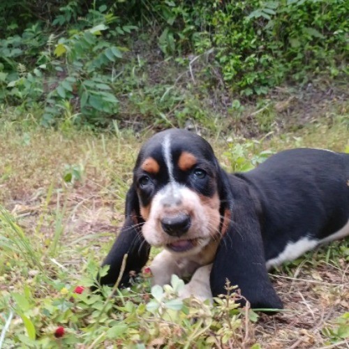 バセットハウンドの子犬（ID:1230911237）の2枚目の写真/更新日:2023-05-25