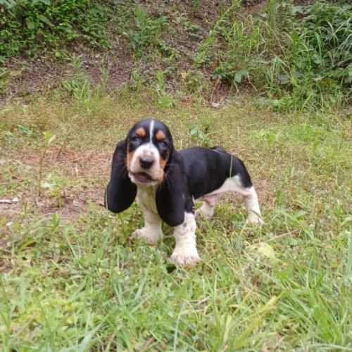 バセットハウンドの子犬（ID:1230911237）の3枚目の写真/更新日:2023-05-25