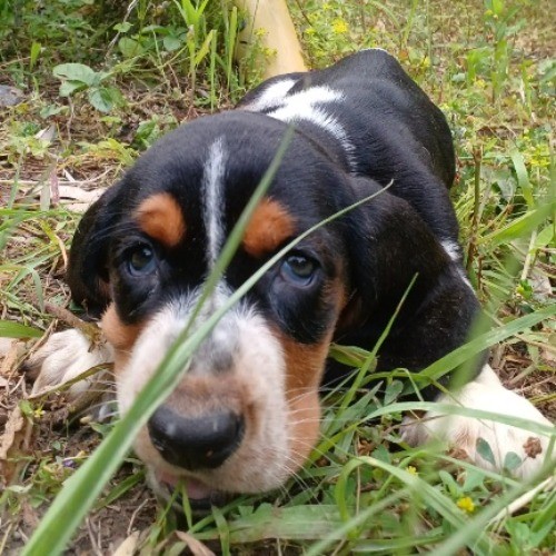 バセットハウンドの子犬（ID:1230911237）の4枚目の写真/更新日:2023-05-25