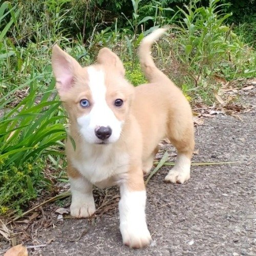 ウェルシュ・コーギー・ペンブロークの子犬（ID:1230911238）の3枚目の写真/更新日:2023-05-26
