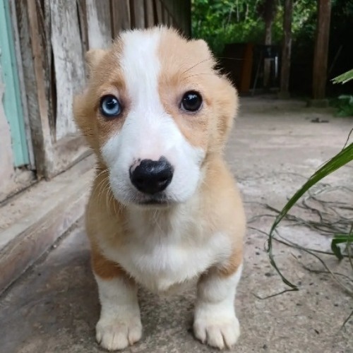 ウェルシュ・コーギー・ペンブロークの子犬（ID:1230911238）の4枚目の写真/更新日:2023-05-26