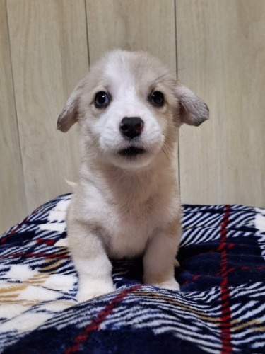 ウェルシュ・コーギー・ペンブロークの子犬（ID:1230911252）の1枚目の写真/更新日:2023-11-06