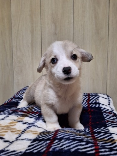 ウェルシュ・コーギー・ペンブロークの子犬（ID:1230911252）の3枚目の写真/更新日:2023-11-06