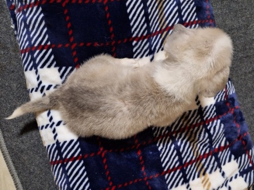 ウェルシュ・コーギー・ペンブロークの子犬（ID:1230911252）の4枚目の写真/更新日:2023-11-06
