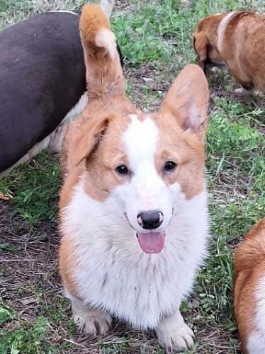 ウェルシュ・コーギー・ペンブロークの子犬（ID:1230911254）の1枚目の写真/更新日:2023-11-21