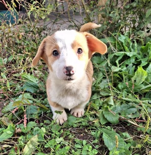 ウェルシュ・コーギー・ペンブロークの子犬（ID:1230911254）の4枚目の写真/更新日:2023-11-21