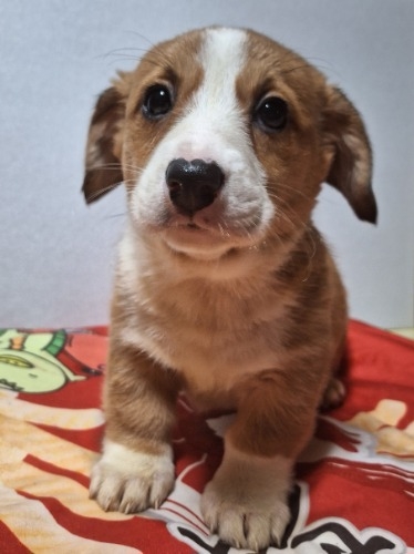 �~�b�N�X�̎q���iID:1230911327�j��1���ڂ̎ʐ^/�X�V��:2025-12-28